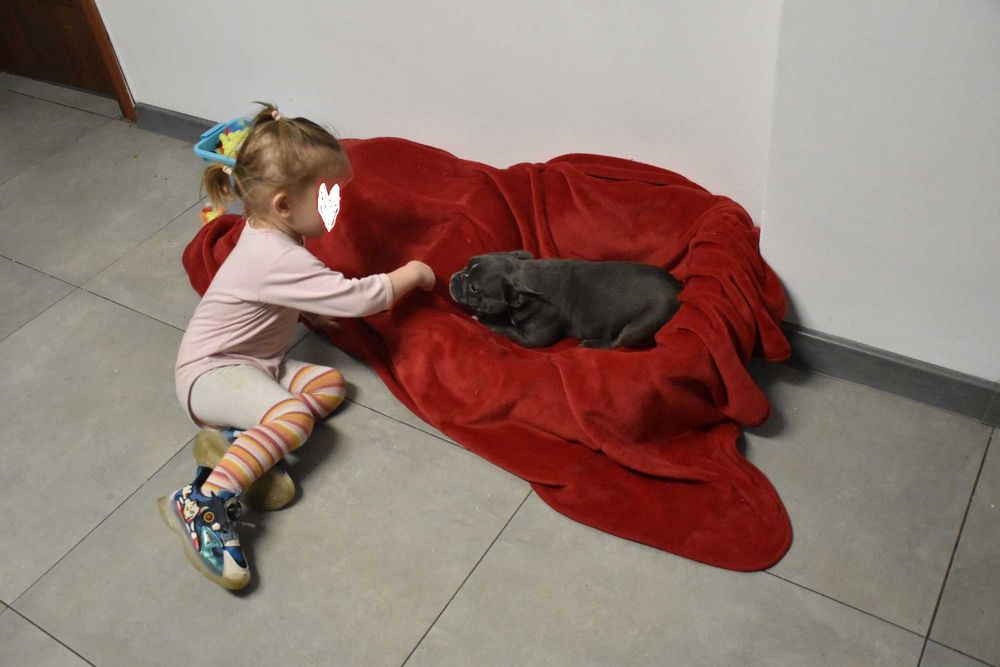 Buldog francuski szczenię blue - PEPPA 4 miesiące aktualna