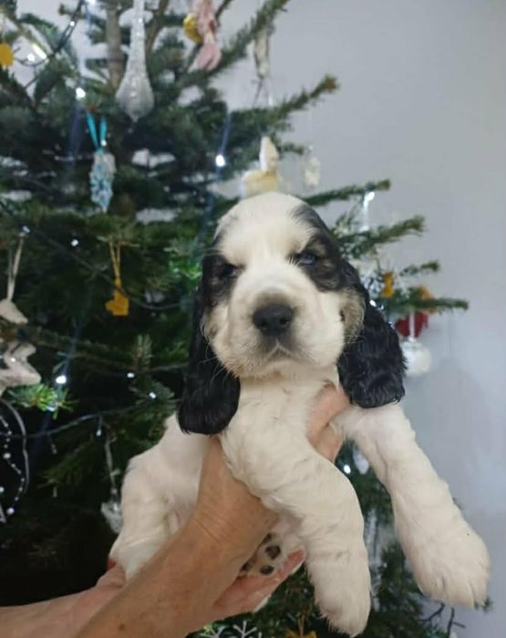 Pies rasy Cocker Spaniel