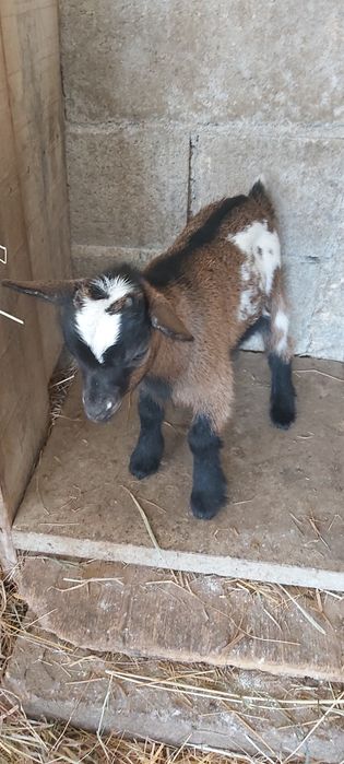 Cabras Micro Anãs (30 a 40cm) - Machos, Fêmeas e Casais