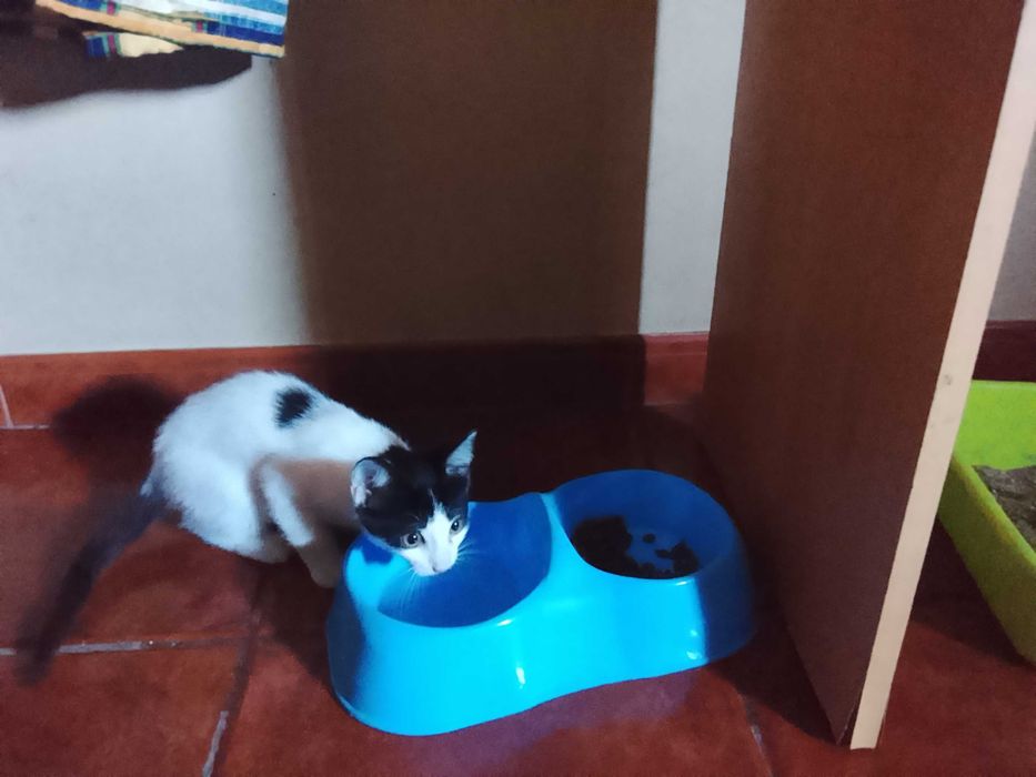 Gatinha para adoção