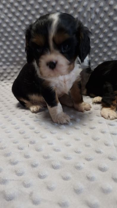 Cavalier King charles spaniel- urocze maluchy