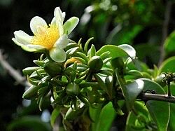 Pereskia aculeata - Ora-pro-nobis   Plantas e Flores para Jardim  plants flowers garden
