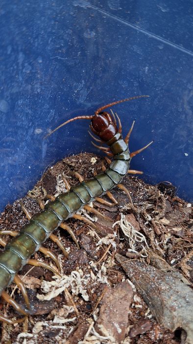Scolopemdra subspinipes duża dorosla samica