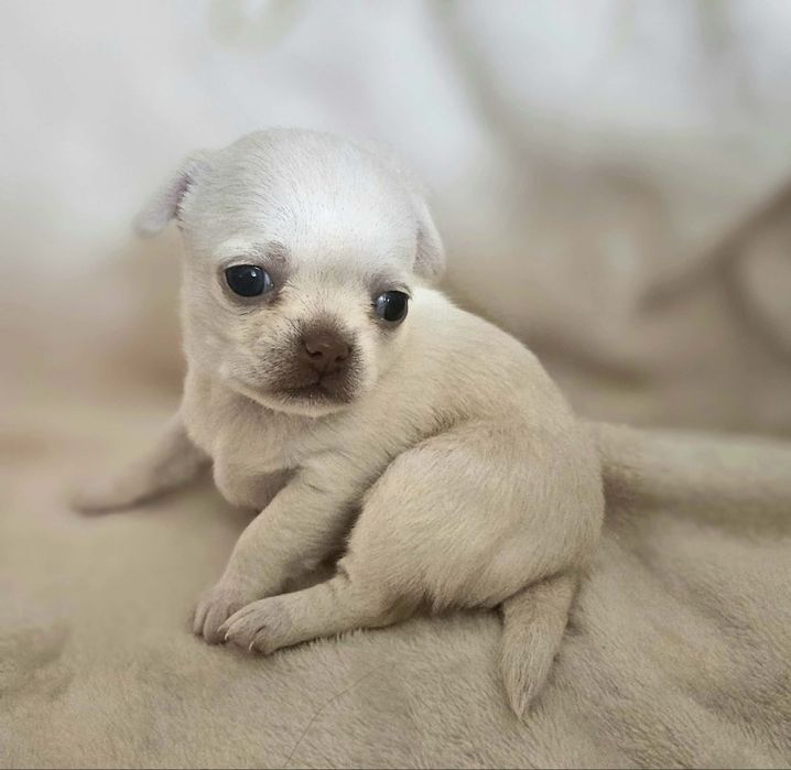 Chihuahua krótkowłosa suczka ZKwP FCI