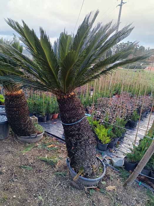 Sica/ Cyca para jardim