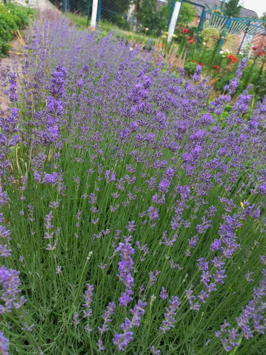 Лаванда фіолетова