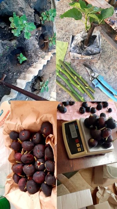 инжир Шави Легви черенки