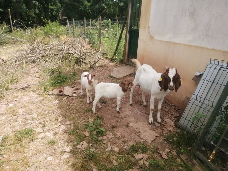 Boer  2  fêmeas x