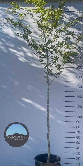 Fagus sylvatica 2,50/ 300cm