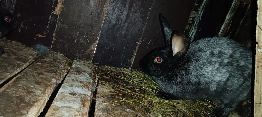 Продам двох кролів Полтавське срібло