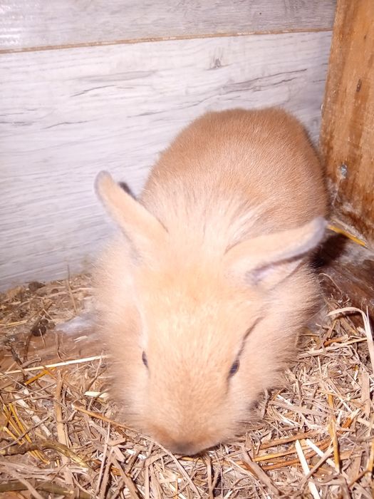 Coelho anão cinza e castanho.