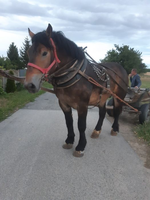 Ogierek zimnokrwisty
