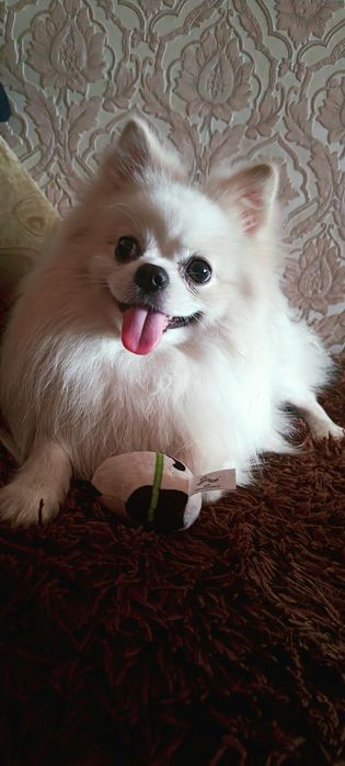 Померанський шпіц стандарт