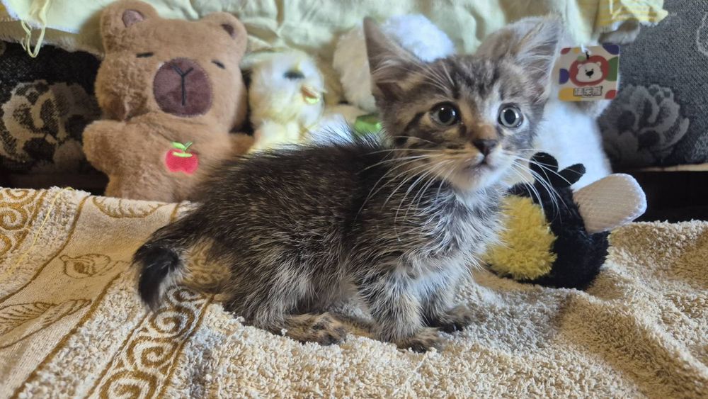 Котята кошенята котики