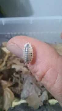 Zestaw isopod porcelio laevis 4 odmiany-promocja