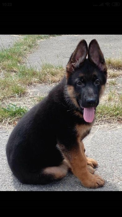 Кобель для в'язки, з доками КСУ.