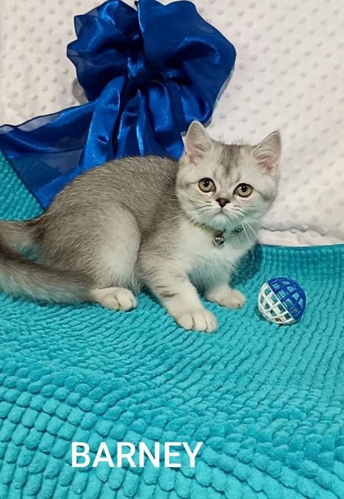 Котенок : Милый котошиншилленок .