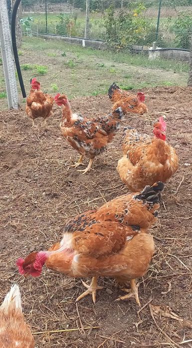 Frangos e frangas caseiros