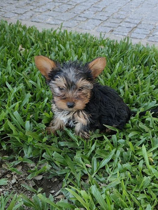 Macho  Yorkshire Terrier