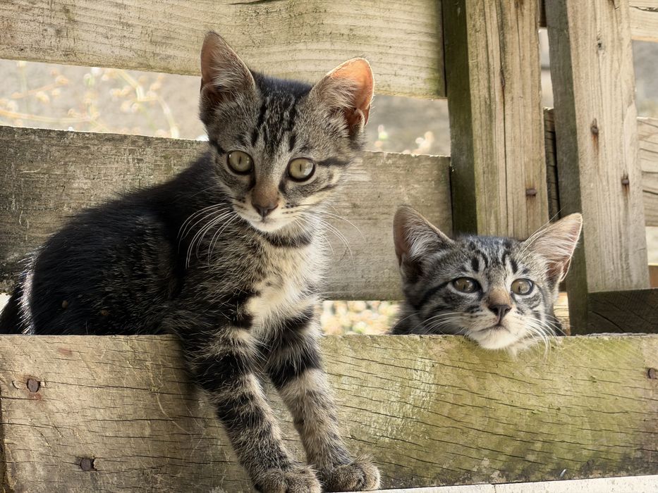 Gatas para adoção