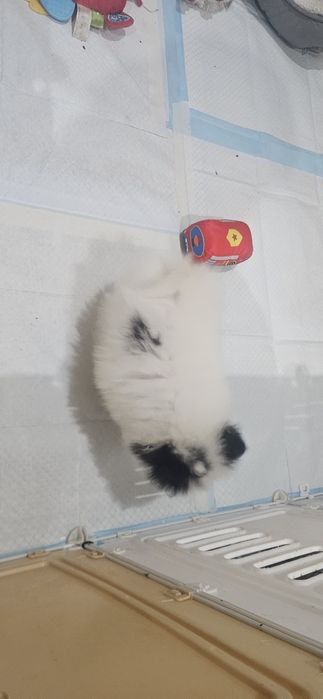 Szpic Miniaturowy pomeranian suczka