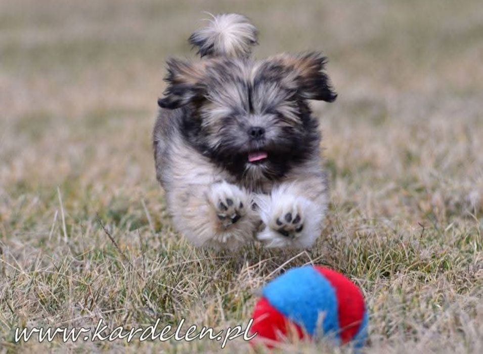 Lhasa Apso ZKwP/FCI ( kuzyn Shih Tzu)