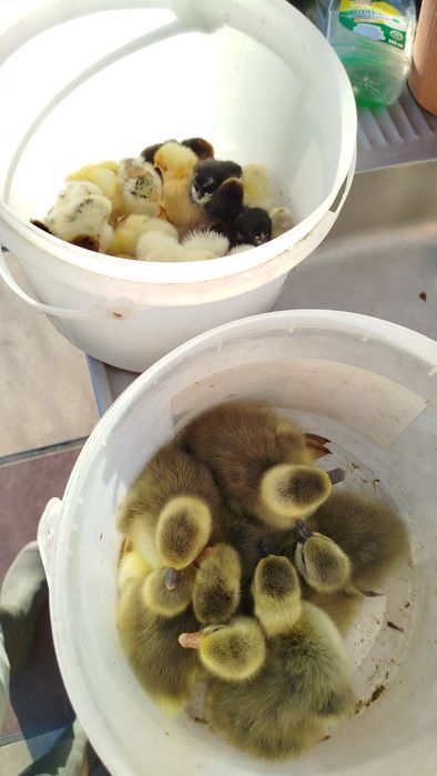 Gansos bebés recém nascidos