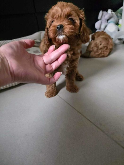 Cavapoo Chłopczyk