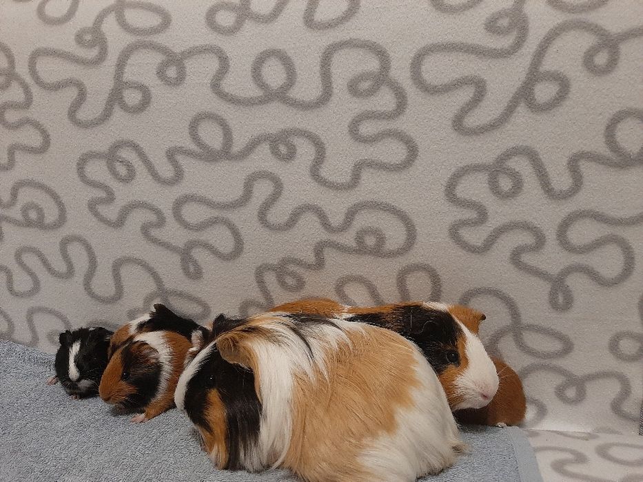 Морські свинки - антидепресантики)