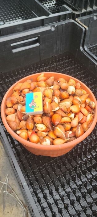 Тюльпани (детка) ОПТ