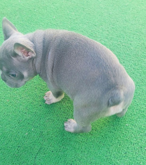 Bulldog francês fêmea blue lilac tan