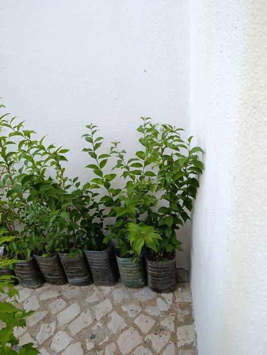 Lote 20 arbustos Ligustrum japonicum (oferta1)