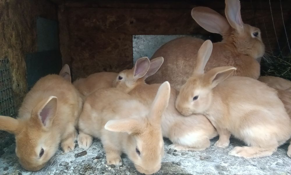 Кролики породи Бурундія, вік 2 місяці, провакциновані Гем 2