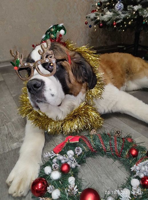 Сенбернар продаж