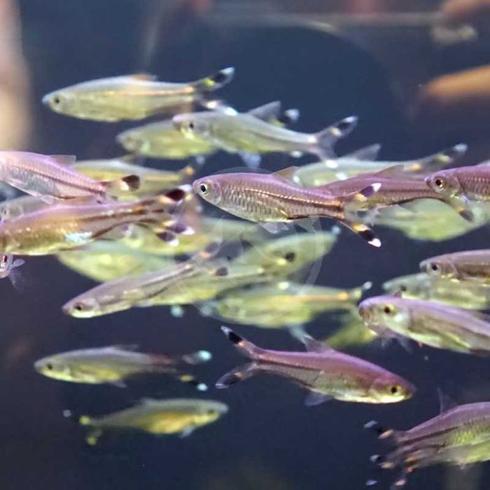 Cauda de tesoura \ rasbora trilineata XL