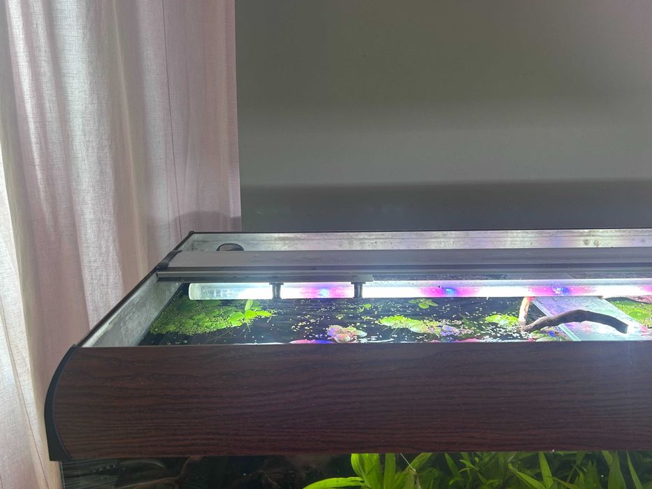 Akwarium kompletne z życiem