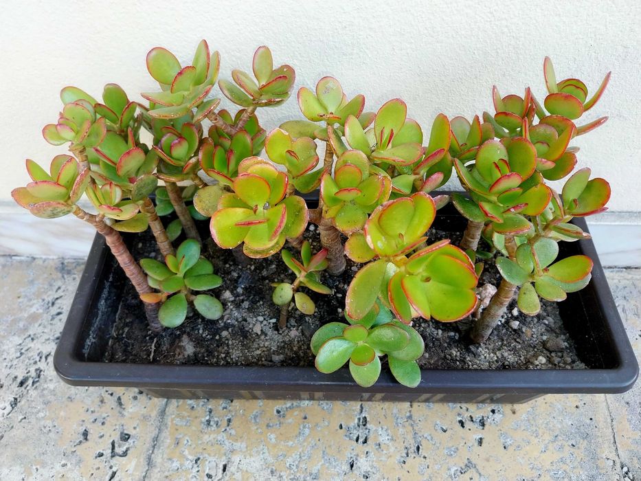 Planta Suculenta - Jade