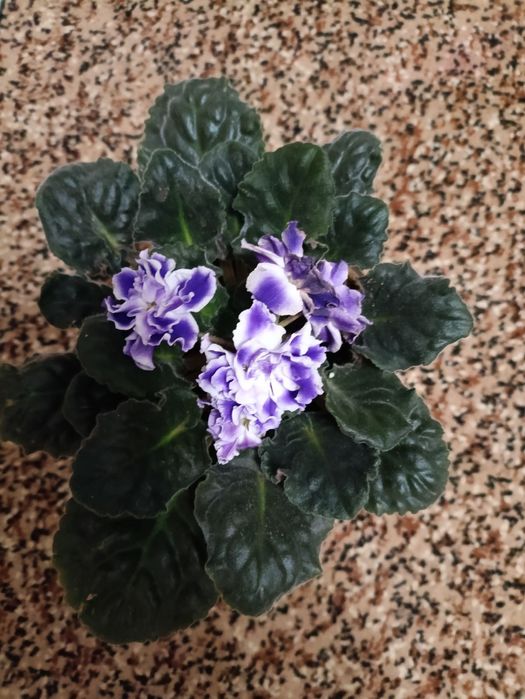 Фиалка цветы разного возраста