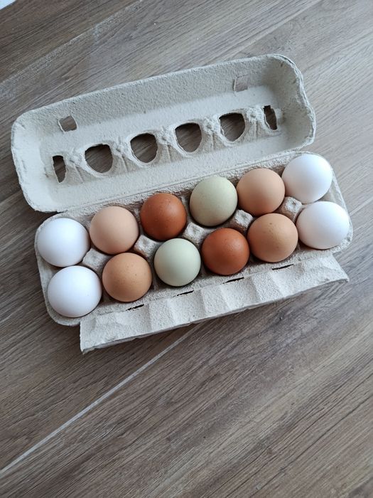 Ovos galinha biológicos