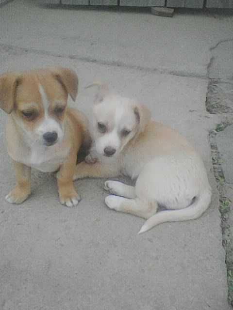 Oddam dwie małe suczki