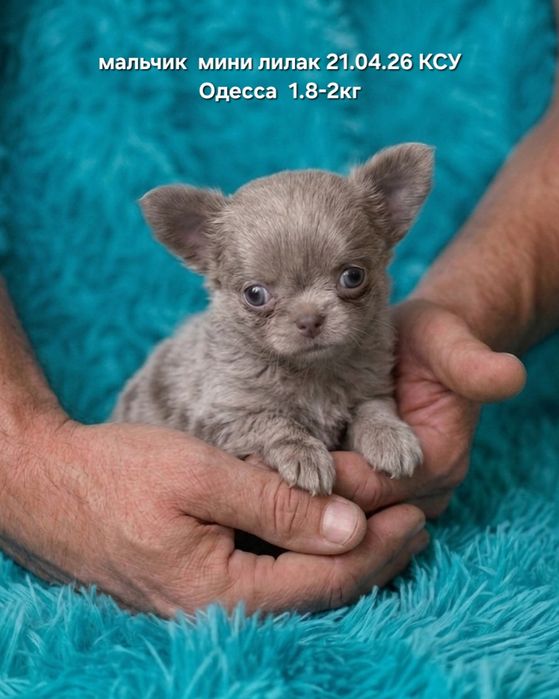 Потрясающий лиловый красавчик  мини КСУ