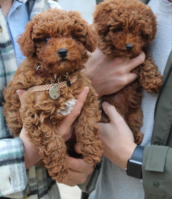 Супер Мальтипу Міні