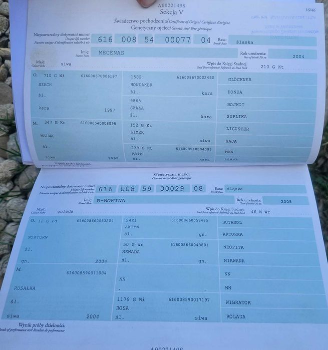 Sprzedam klacz śląska z licencja