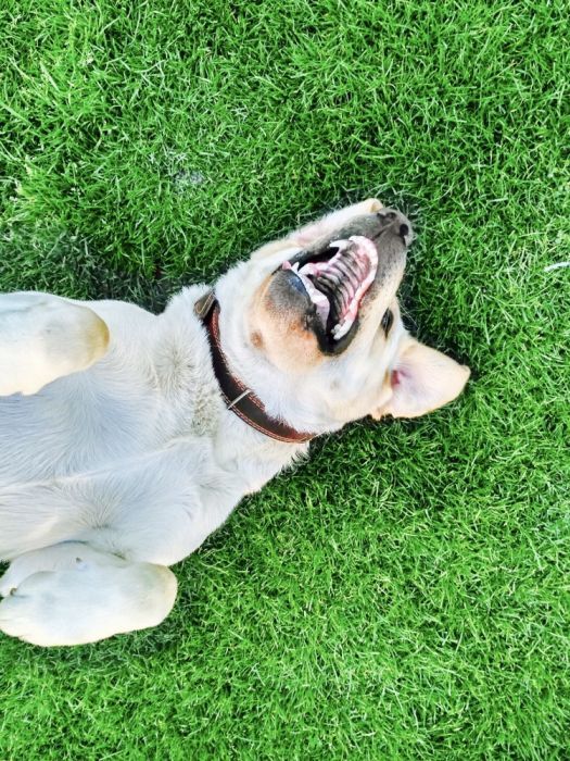 Шукаю пару лабрадор