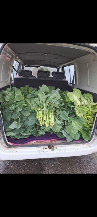 Grelos,penca ,couves