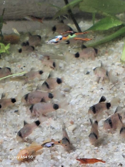 Kiryski Panda młode osobniki