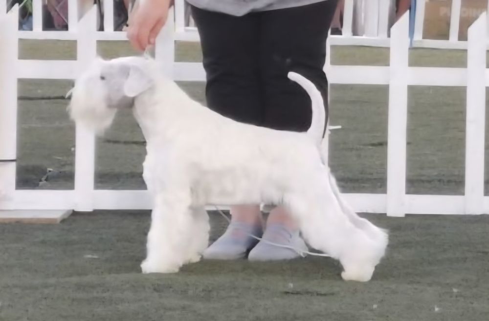 Sznaucer miniaturowy biały - RODOWÓD FCI !!!