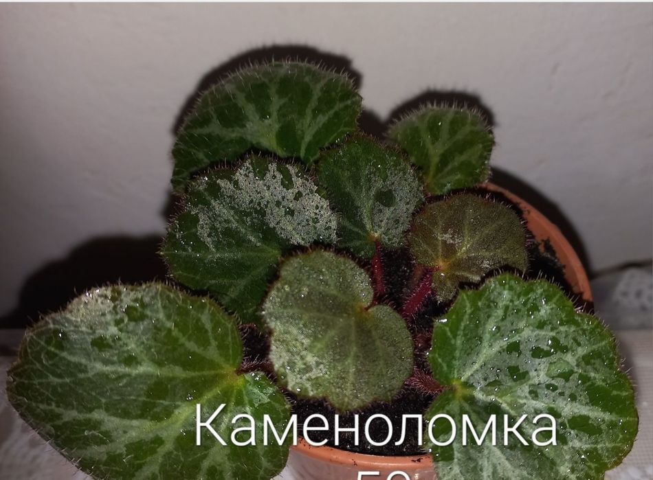 Епіпремнум, рео,хойя,ломикамінь.