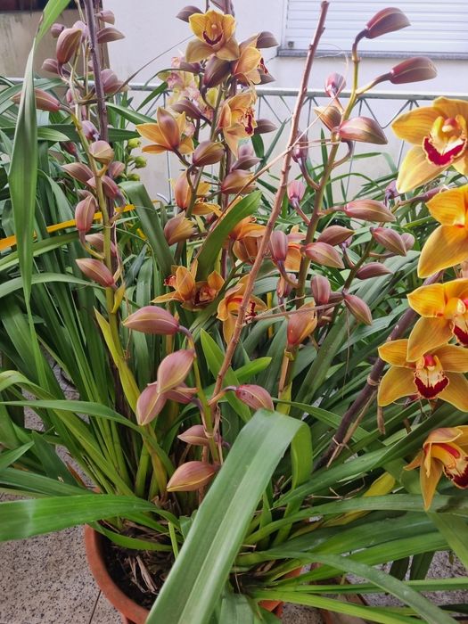 Orquídea  com 6 hastes de flor
