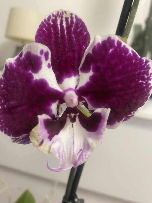 Орхидея фаленопсис Биг Лип